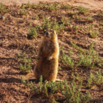 Prairie dog
