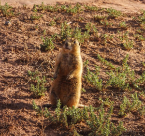 Prairie dog
