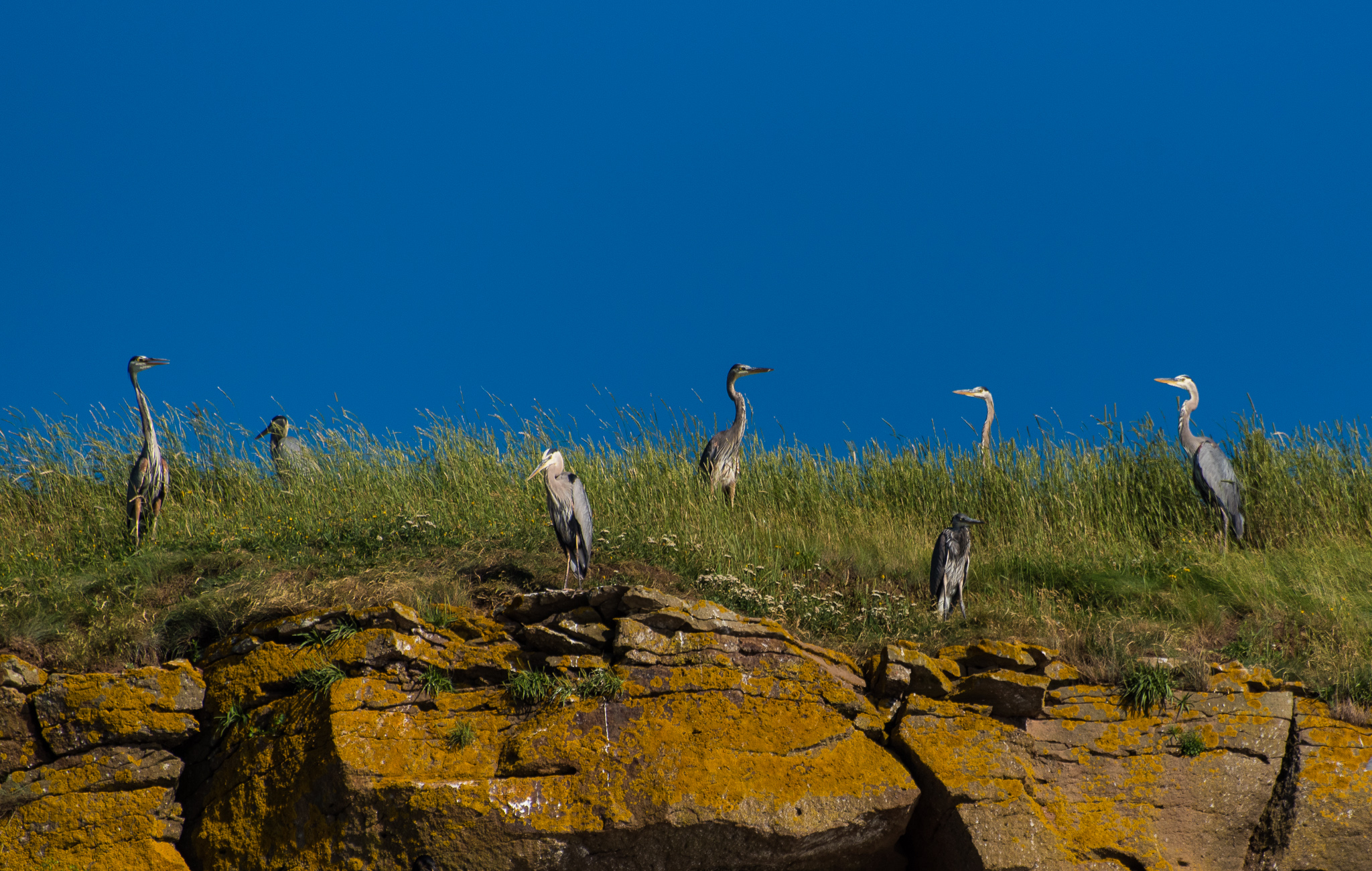 1807_PuffinViewing_5467