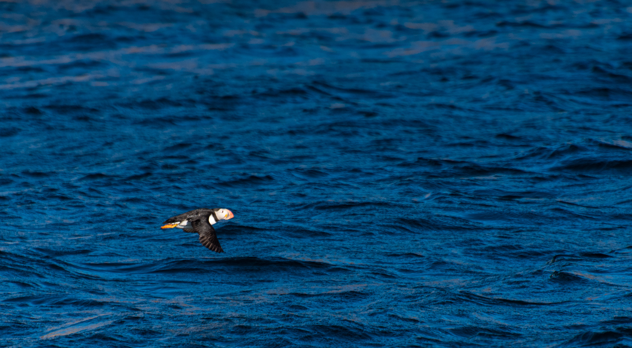 1807_PuffinViewing_5496