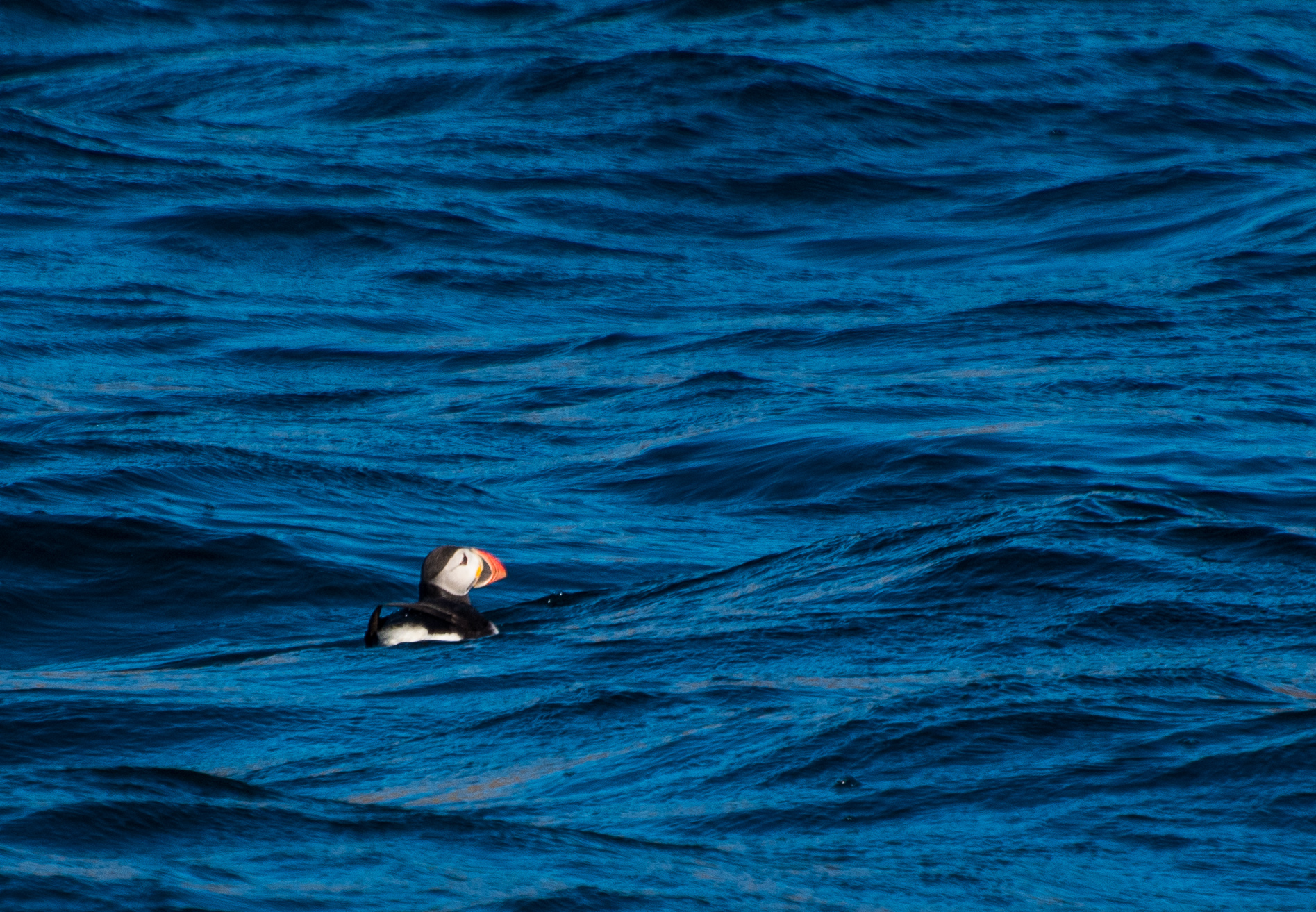 1807_PuffinViewing_5511