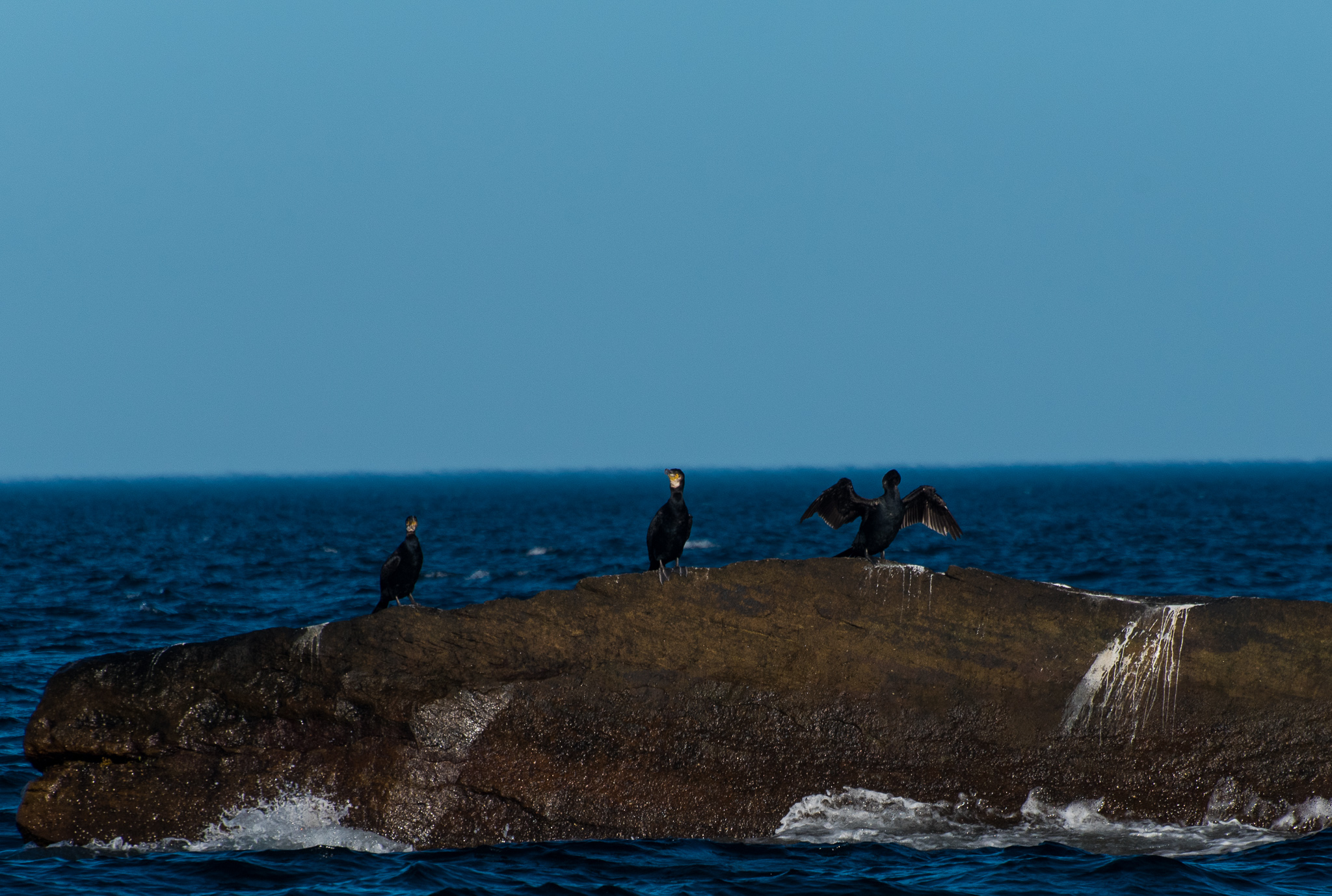 1807_PuffinViewing_5551