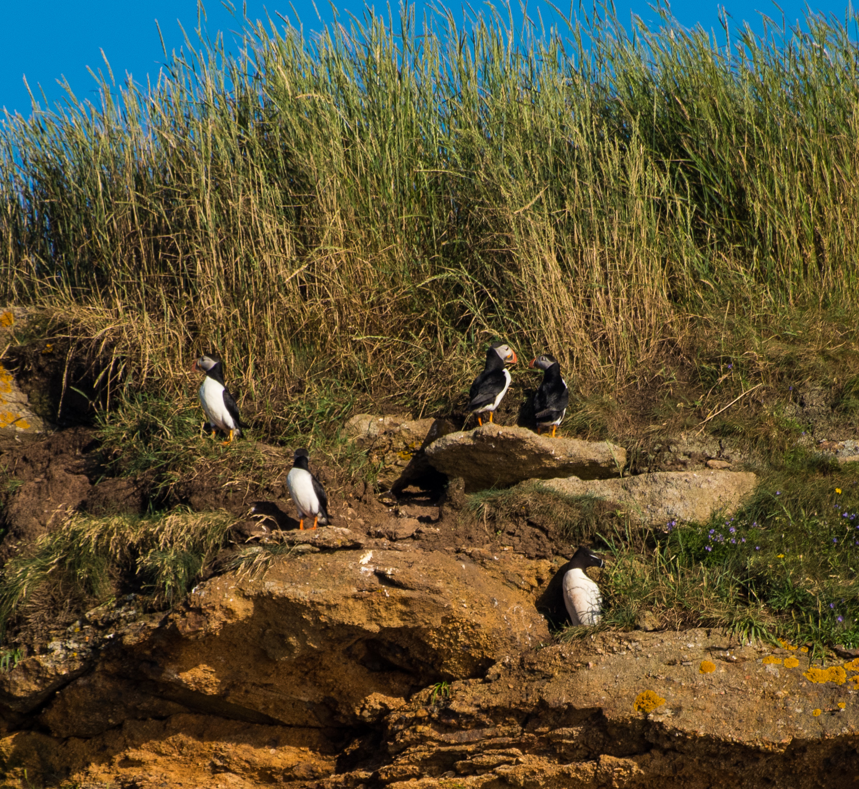 1807_PuffinViewing_5710