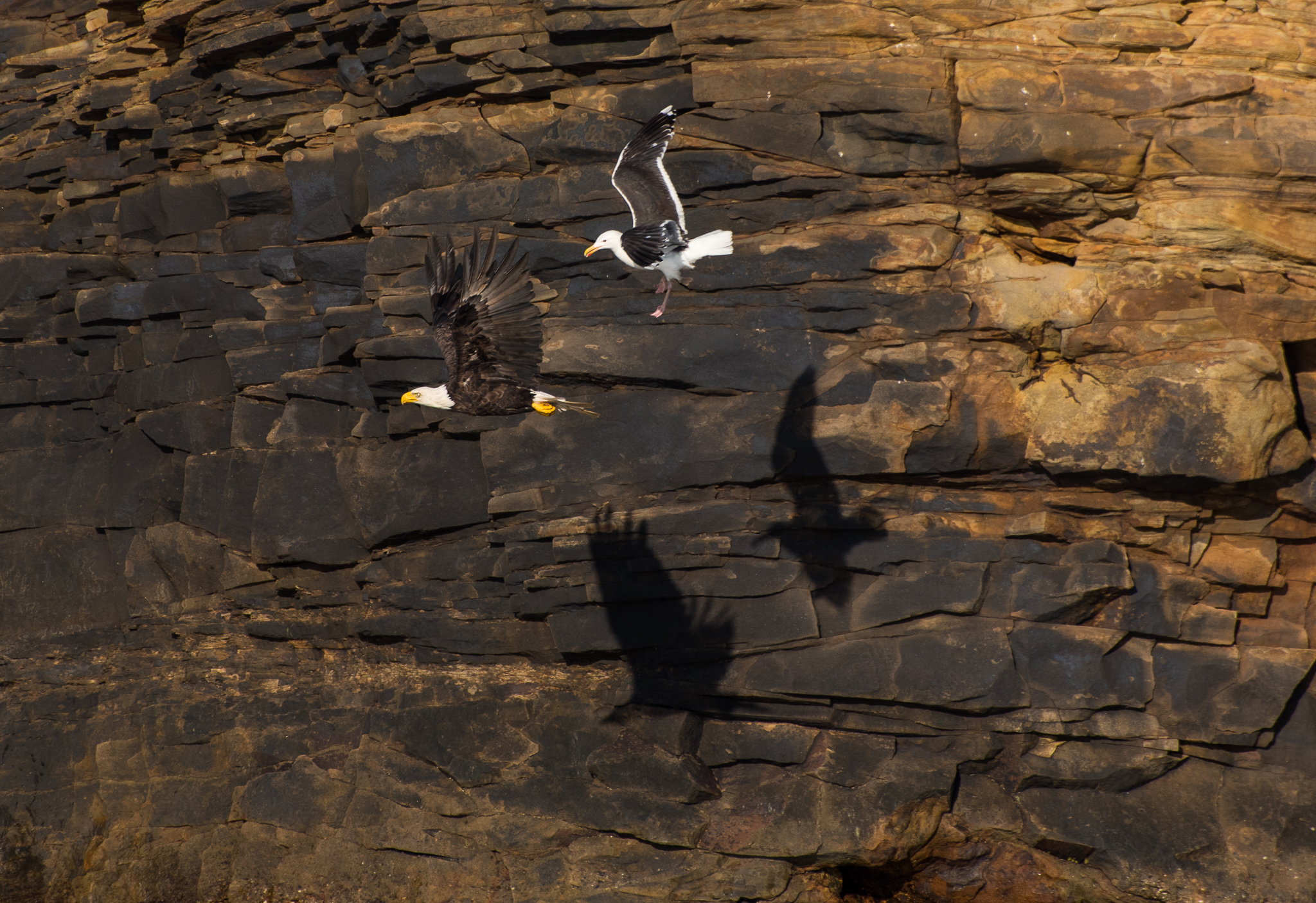 1807_PuffinViewing_5729