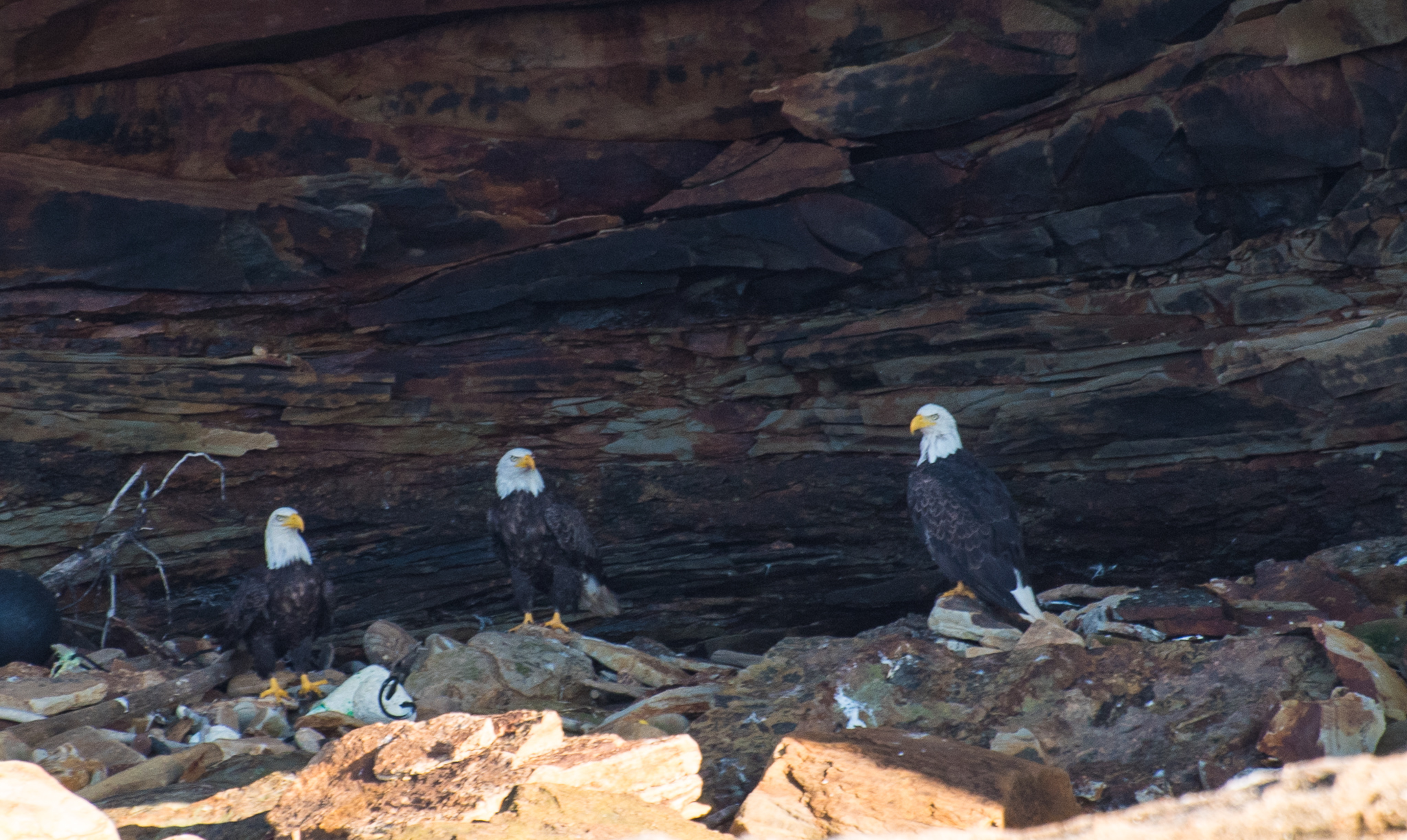 1807_PuffinViewing_5750