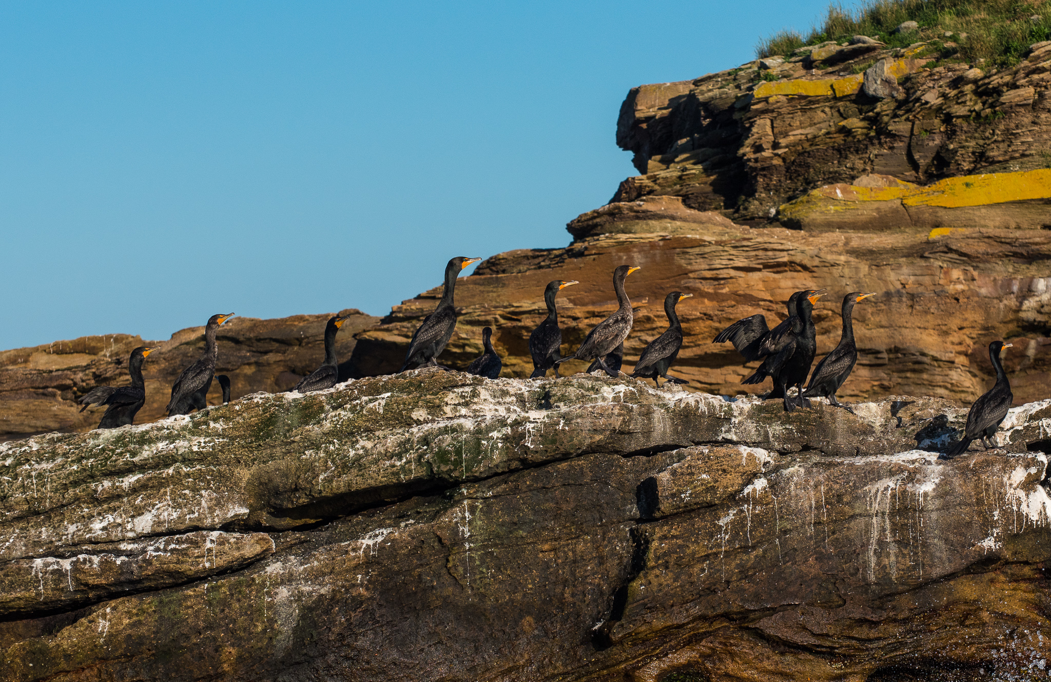 1807_PuffinViewing_5780