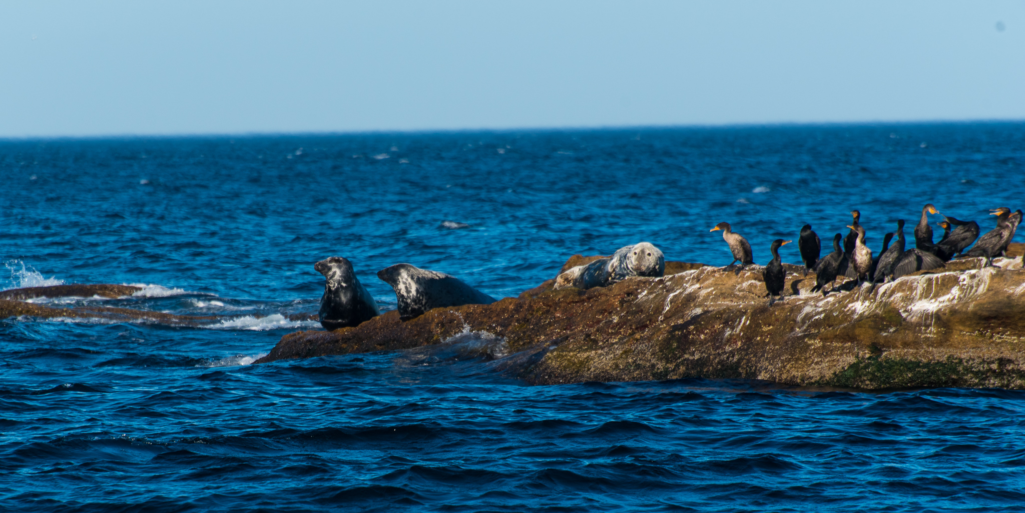 1807_PuffinViewing_5783