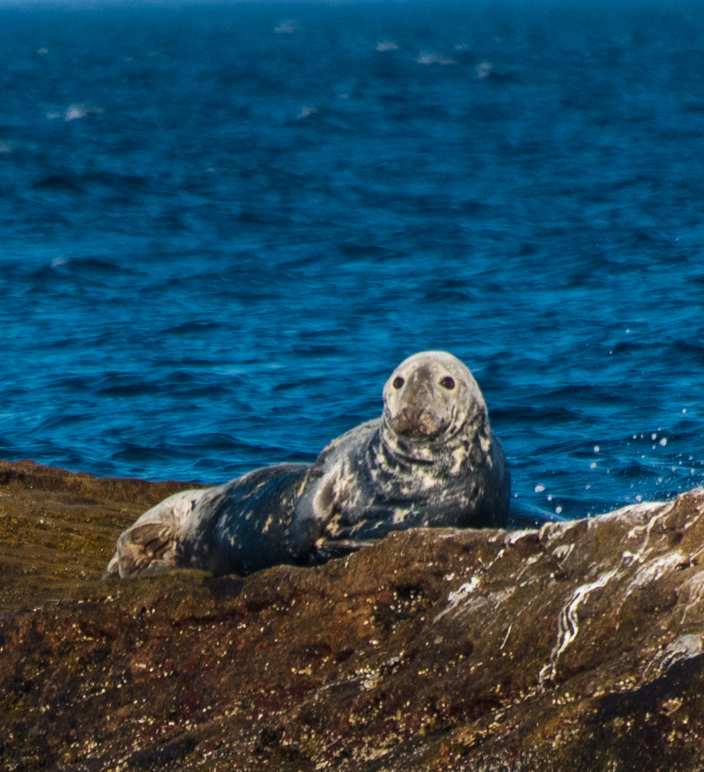 1807_PuffinViewing_5789