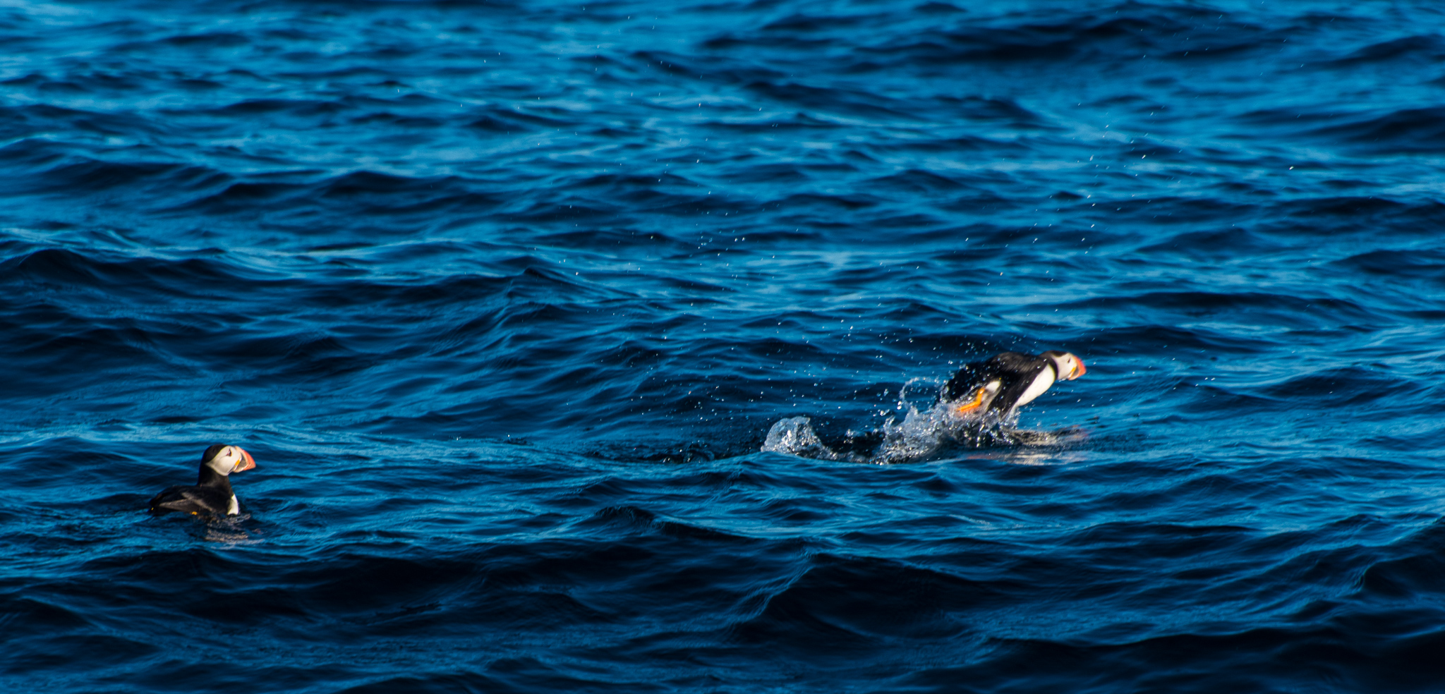 1807_PuffinViewing_5812