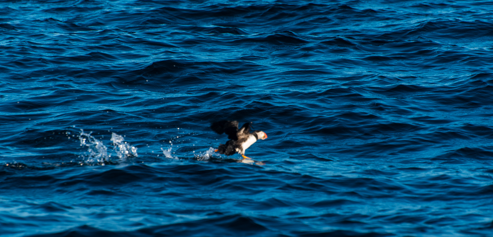 1807_PuffinViewing_5816