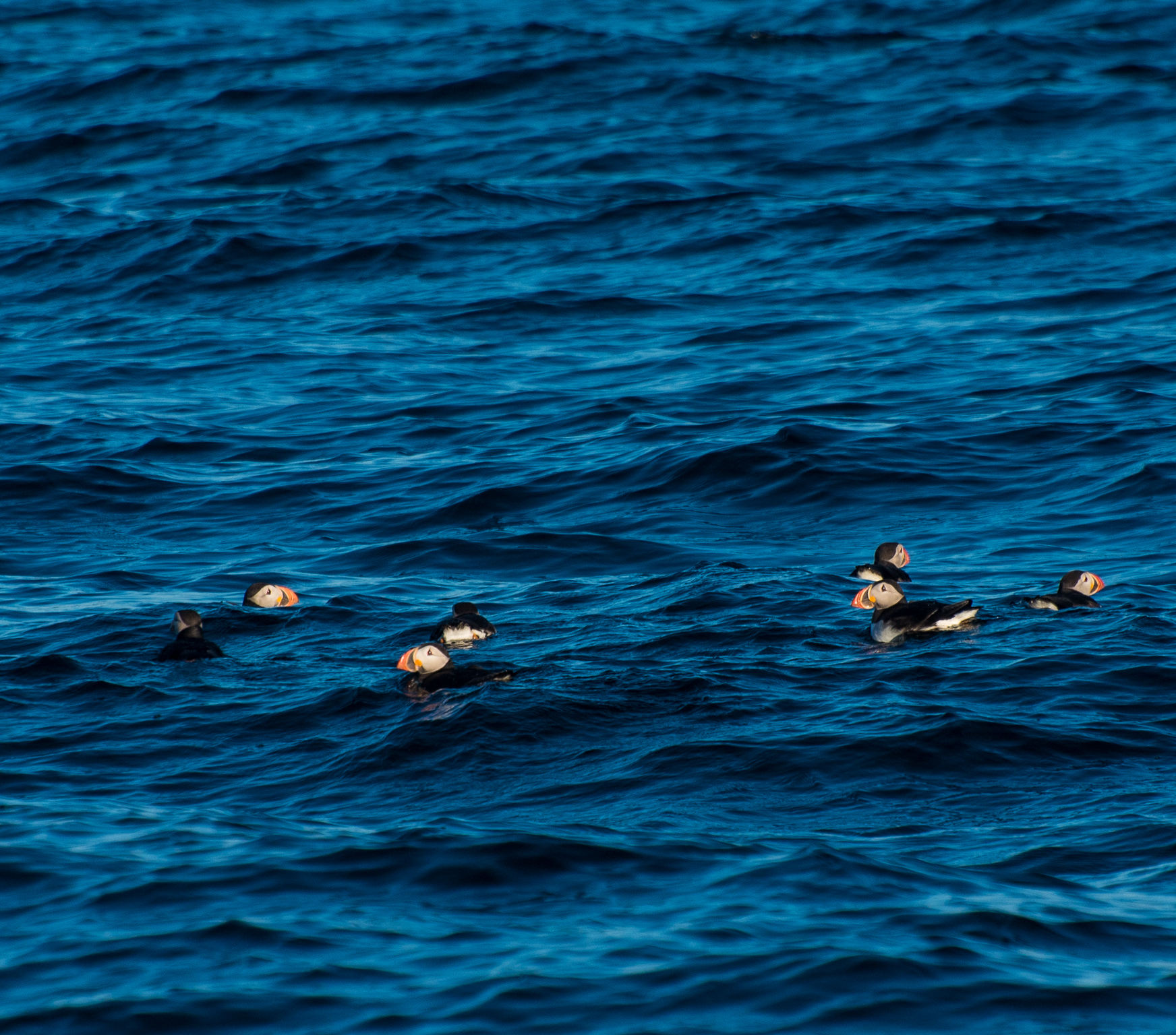 1807_PuffinViewing_5874