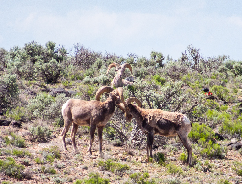 1906_Angel Fire_3262