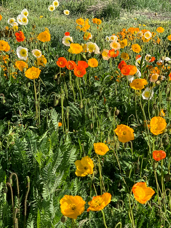 1906_Angel Fire_2-12