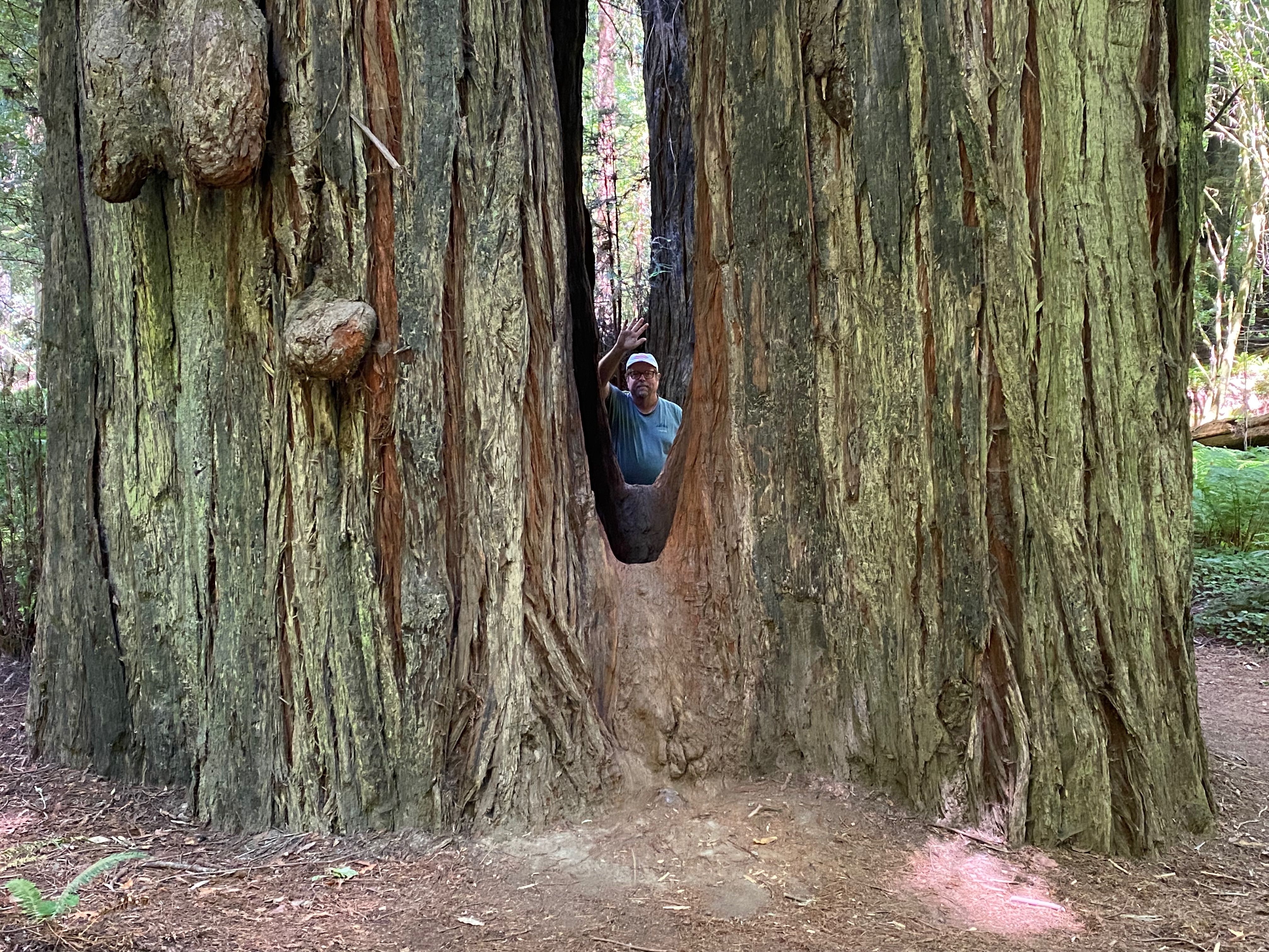 Avenue of the Giants