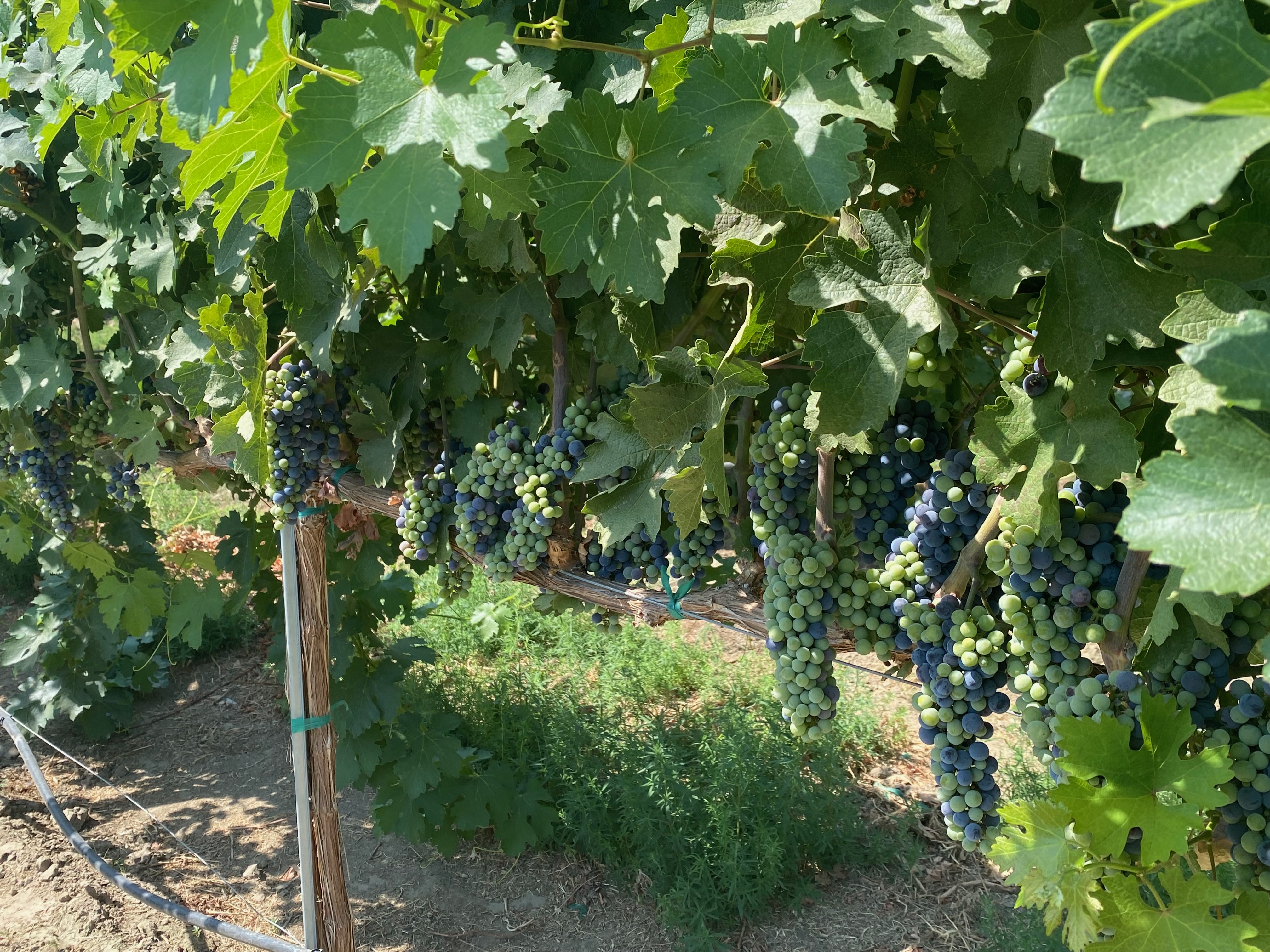 Washington Wine Country